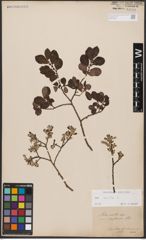 Foto von Salix aurita L.
